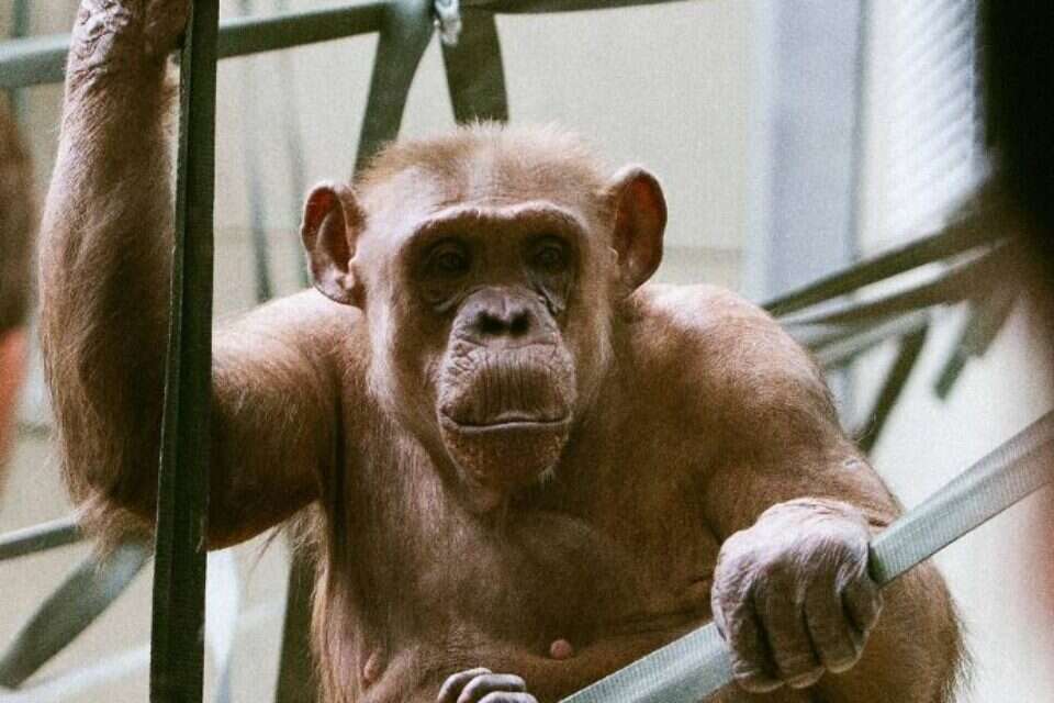 השימפנזה קוקו , מתוך העמוד האינסטגרם twycrosszoo