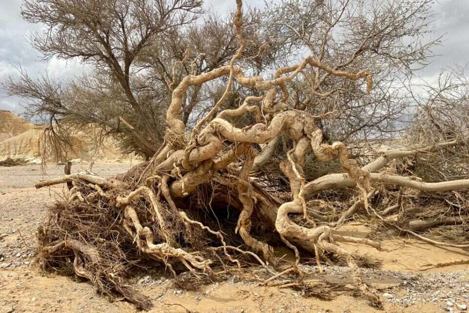 שטח הכינוס של כוחות ההצלה שמחפשים אחר שני הנעדרים בכביש 40 נחל ציחור ונחל פארן , עינת שטקלר