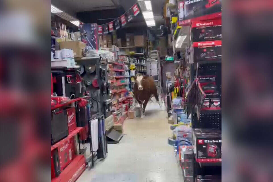 פרה בחנות ליד מושב אמונים