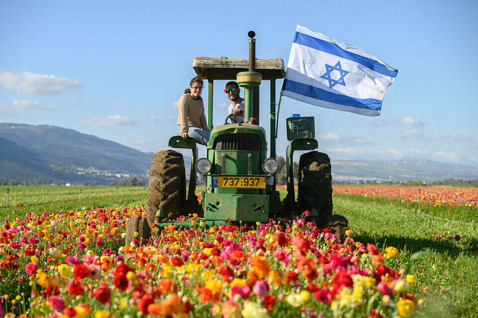שדה נוריות בעמק החולה (ארכיון) , צילום: אייל מרגולין - ג׳יני