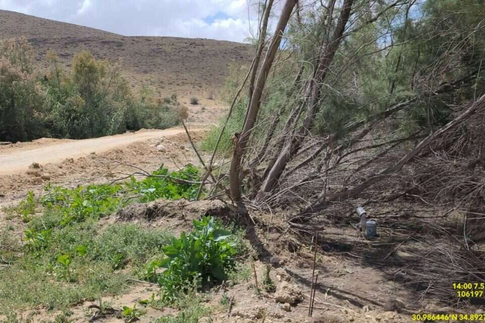לכידת יתושים נגועים בקדחת הנילוס (ארכיון) , המשרד להגנת הסביבה