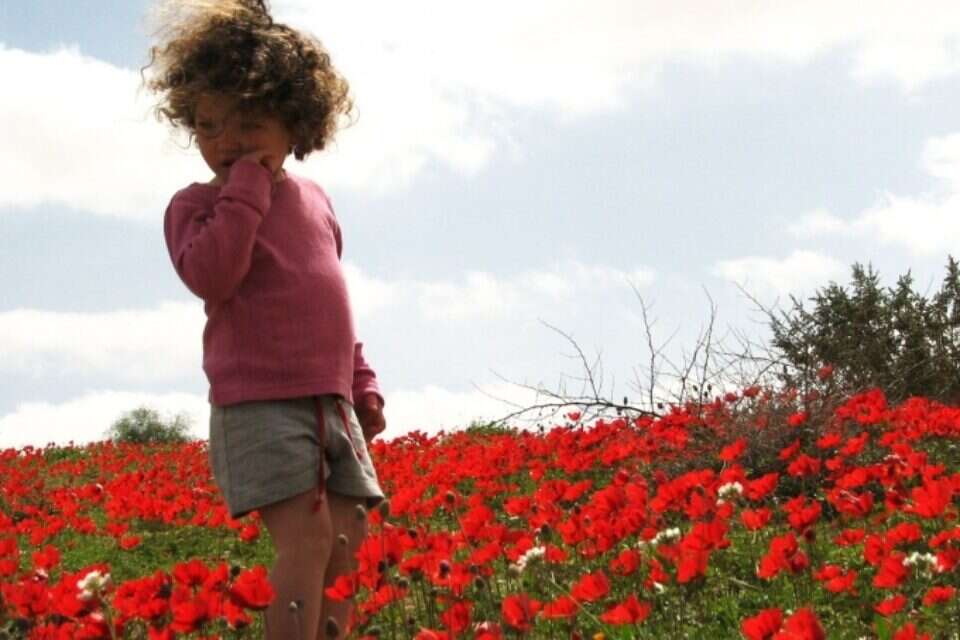 צילום: תמר מינשטיין // פרחים ליד קיבוץ כרמים ,