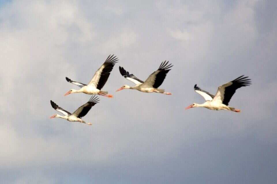 ציפורים נודדות בשמי הארץ ,