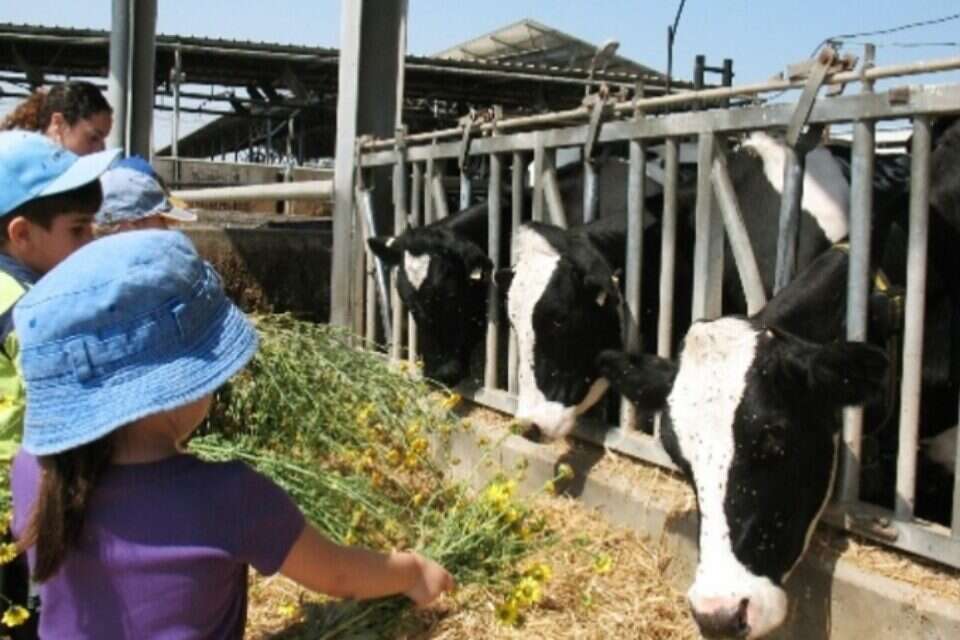 צילום: אילן מאירי // מאכילים את הפרות בקיבוץ ,