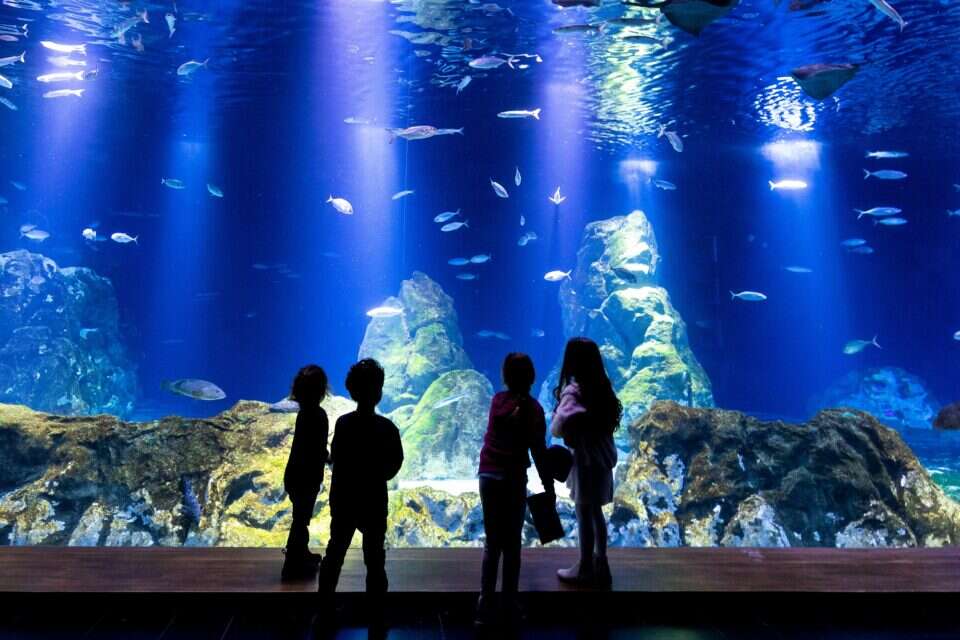 Not Just Sharks and Sea Turtles Watch the BehindtheScenes Tour of