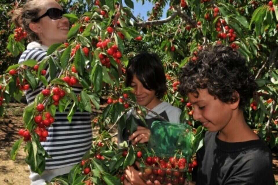 קוטפים בעין זיוון ,