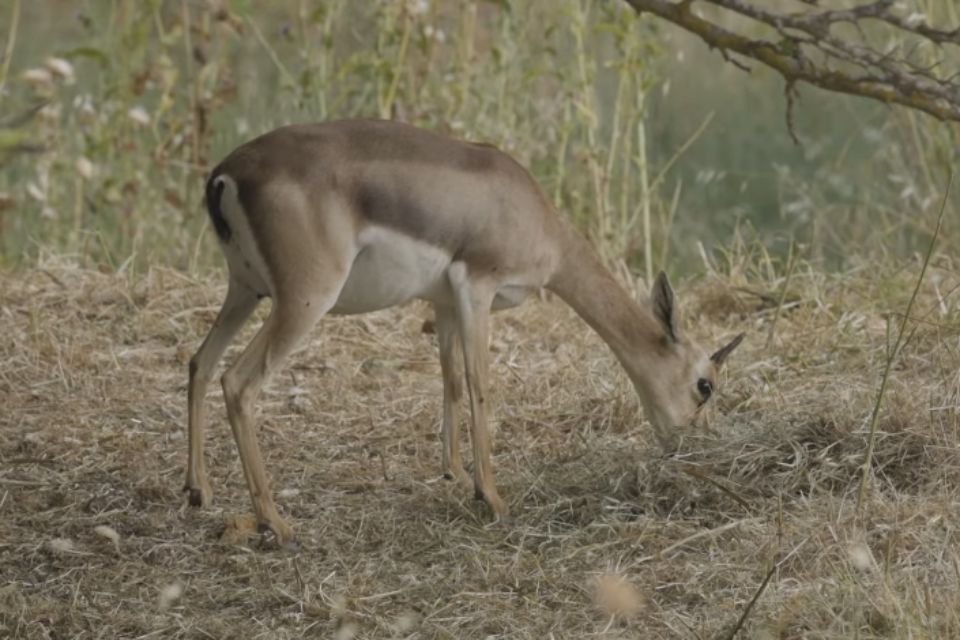 צביה מלקטת תות בעמק הצבאים בירושלים , עמיר בלבן - מנהל תחום טבע עירוני בחברה להגנת הטבע