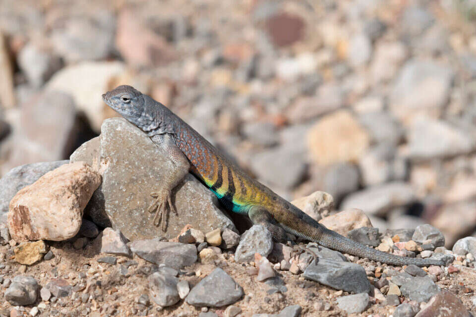 הלטאה Greater Earless Lizard , Getty Images