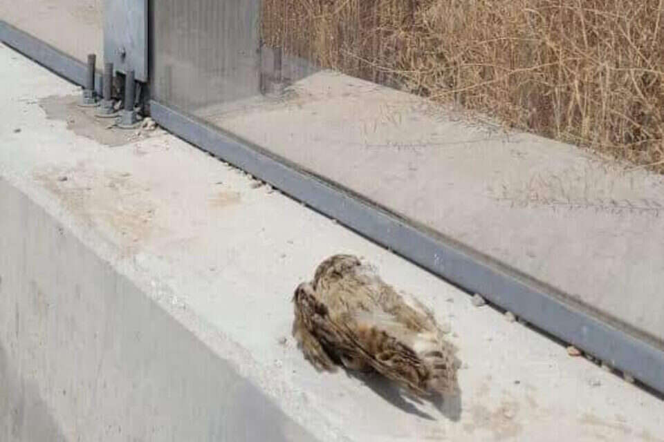 גופת ציפור שהתנגשה בקיר שקוף , דותן רותם, עוקף נהריה