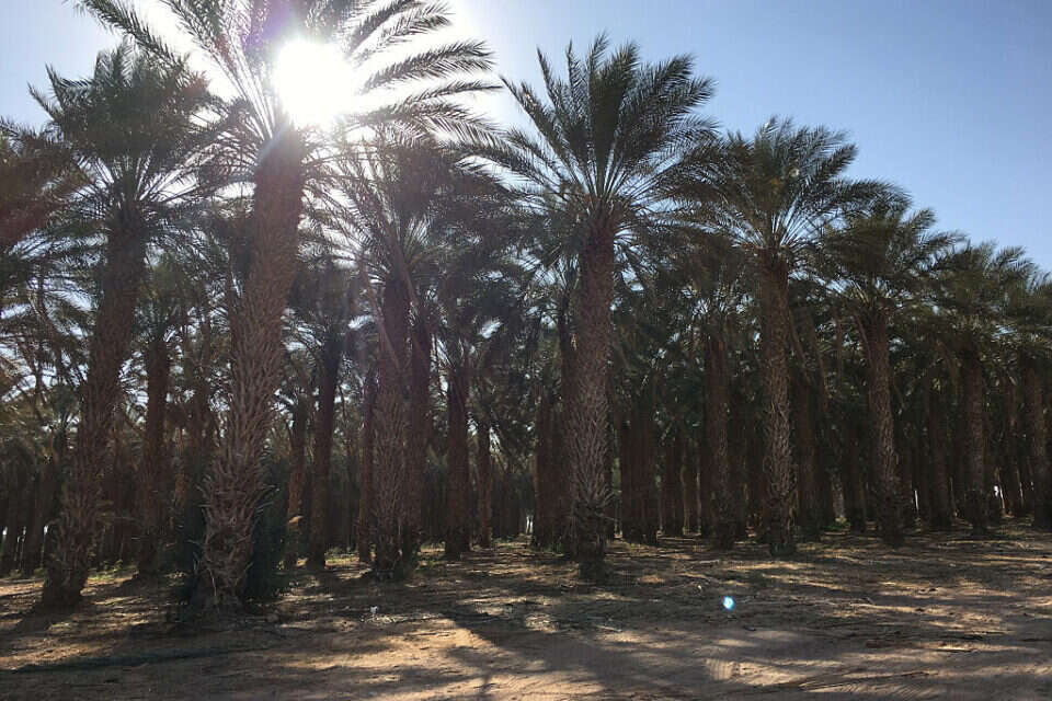 גופה נמצאה במטע תמרים (אילוסטרציה)