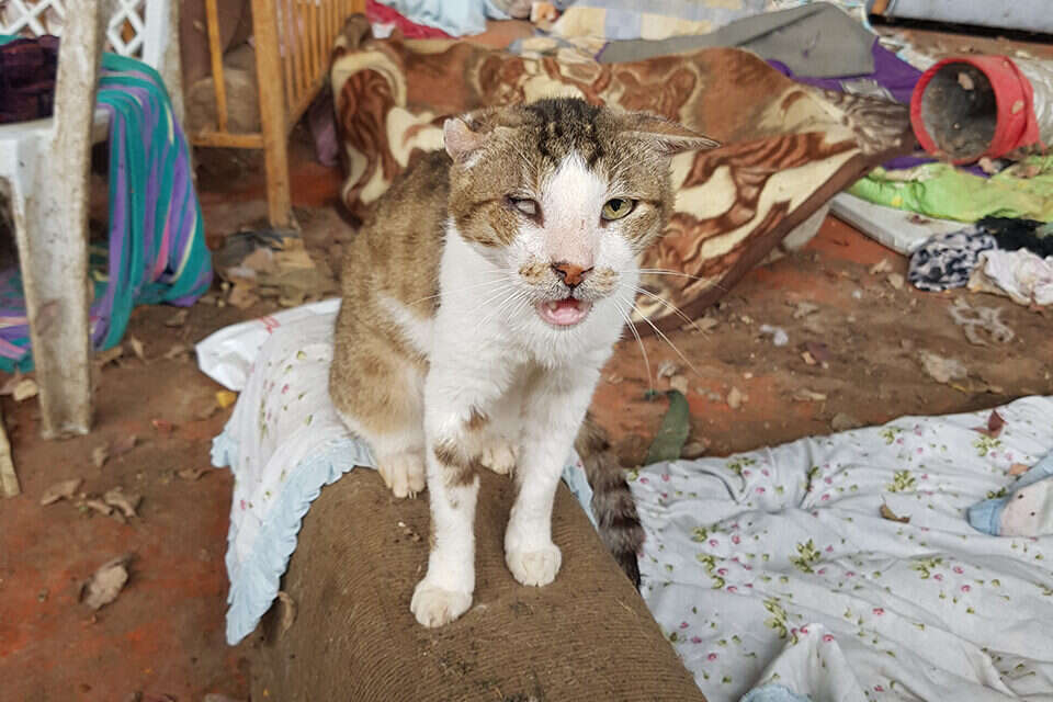 חתול שנמצא מוזנח בבית מחסה ברמת ישי , משרד החקלאות