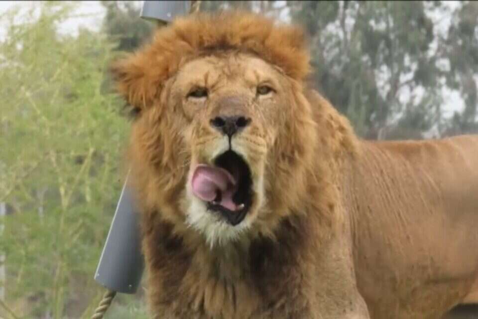 אריה בספארי ברמת גן , משה בן שמחון