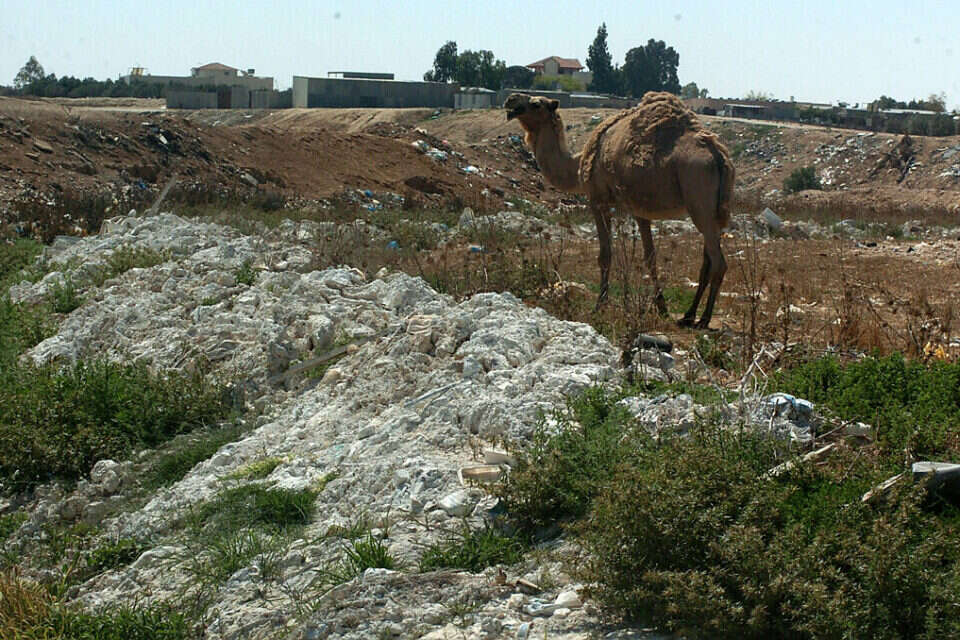 אום בטין , דודו גרינשפן