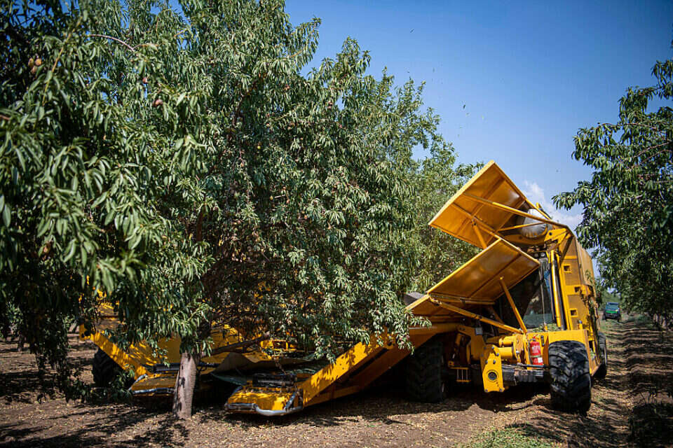 קטיף שקדים