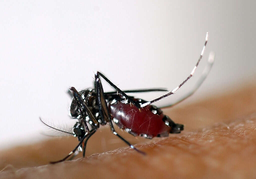 התפרצות קדחת דנגי בישראל: אובחן מקרה הידבקות ראשון בכוכב יאיר - כתוצאה מעקיצת יתושים