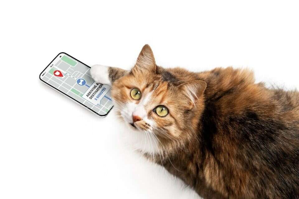 צילום : שאטרסטוק , 