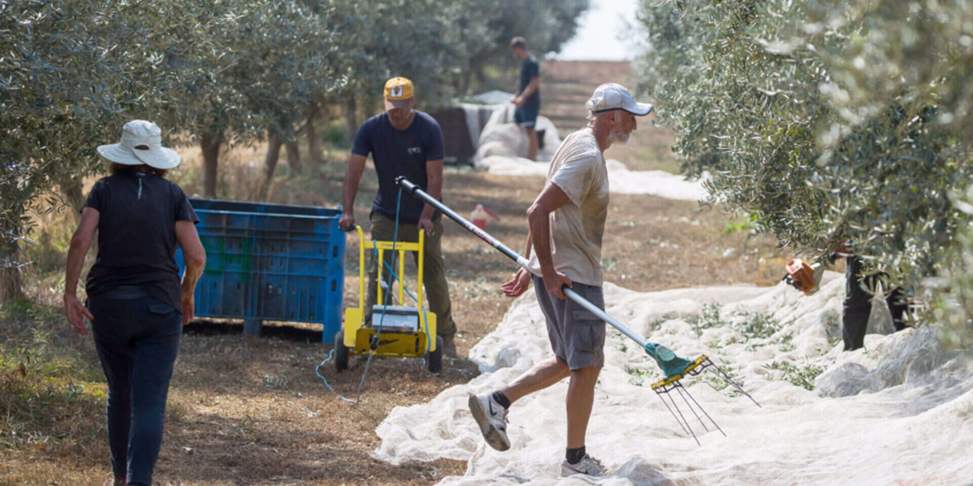 מסיק הזיתים בעוטף עזה, ארכיון , איתיאל ציון