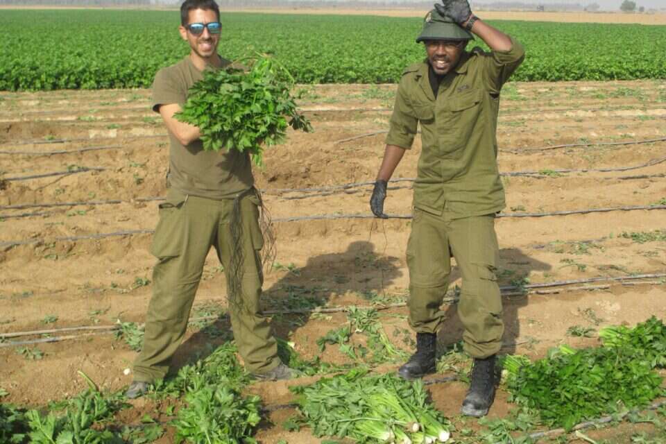 חיילי גדוד 924 מסייעים לחקלאים באורים ובסעד שבעוטף עזה , דובר צה"ל