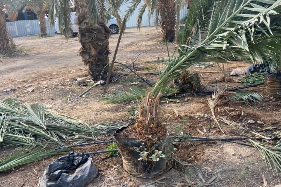 ניגנבו או ניזוקו , שרית תמרים