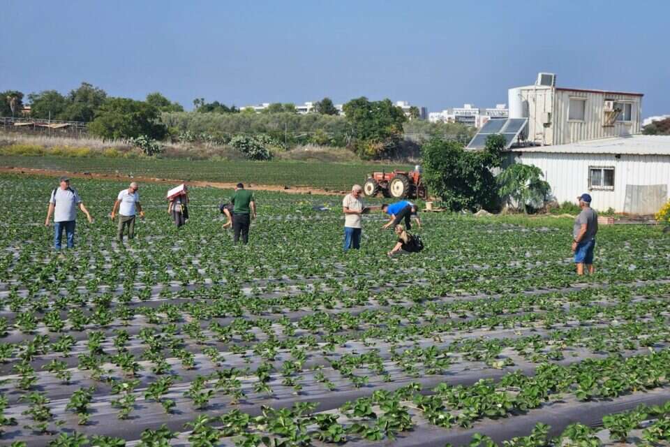 חקלאים , ללא