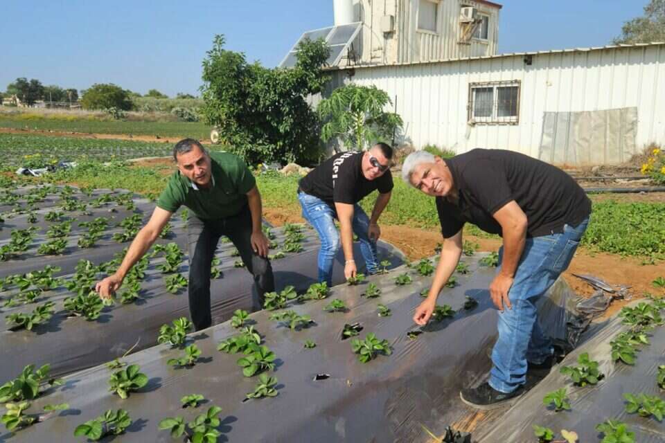 יהודים וערבים עובדים יחד למען החקלאים בעת המצוקה , ללא