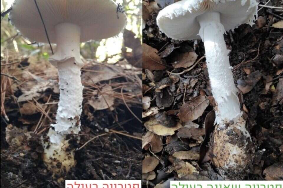 פטרייה "אמנית כוזבת" - רעילה ביותר, פטרייה "אמנית ביצתית" - אינה רעילה אך לא מומלצת למאכל; , יניב סגל