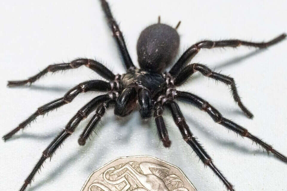 An 8legged nightmare it's the world's largest venomous spider