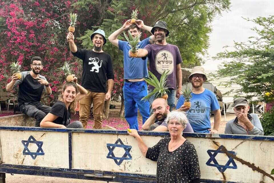 צוות שפירא בקטיף , ללא