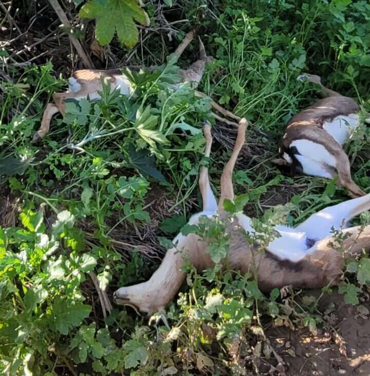 Cerf de la Terre d'Israël apparemment mort d'un empoisonnement dans l'enveloppe de Gaza, Kobi Sofer - Autorité de la nature et des parcs
