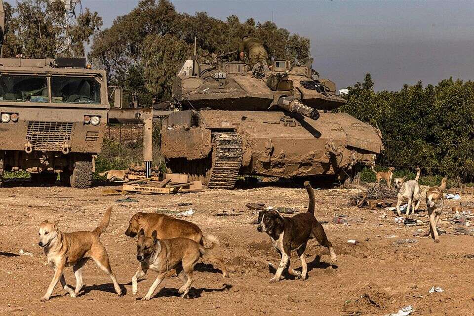 הכסף מוצע להריגת כלבים משוטטים באזורי לחימה. גבול רצועת עזה (ארכיון) , אי.אף.פי