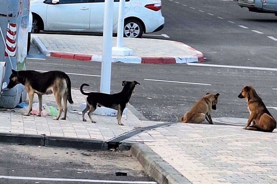 כלבים משוטטים , עמותת "תנו לחיות לחיות"