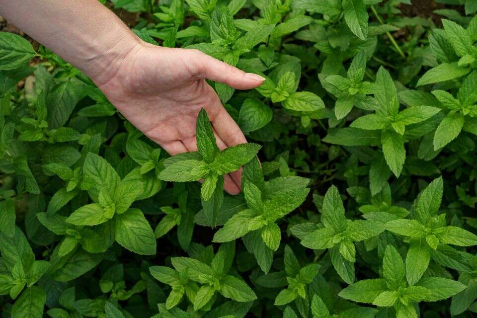 נענע , freepik