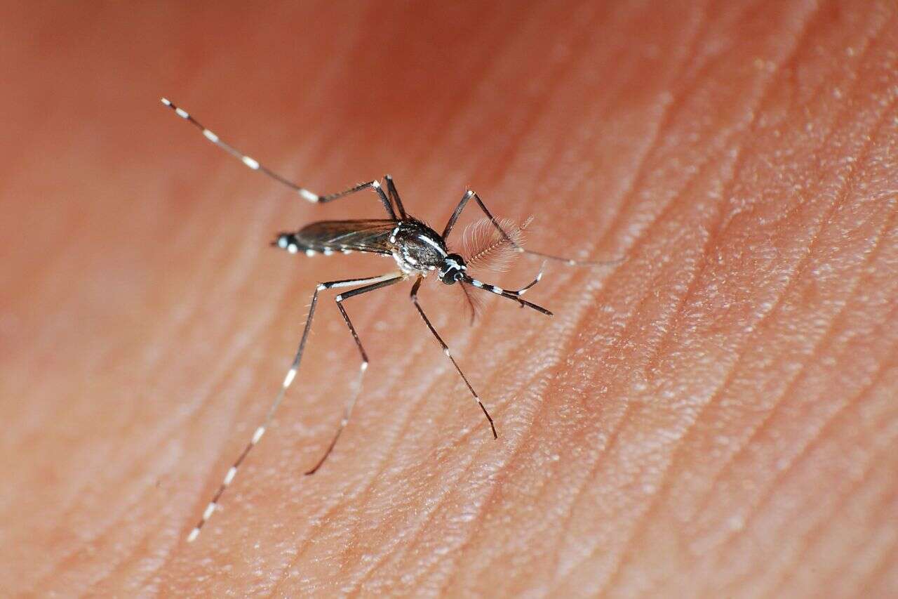 The nightmare of the summer: how to avoid a mosquito bite in 5 simple steps