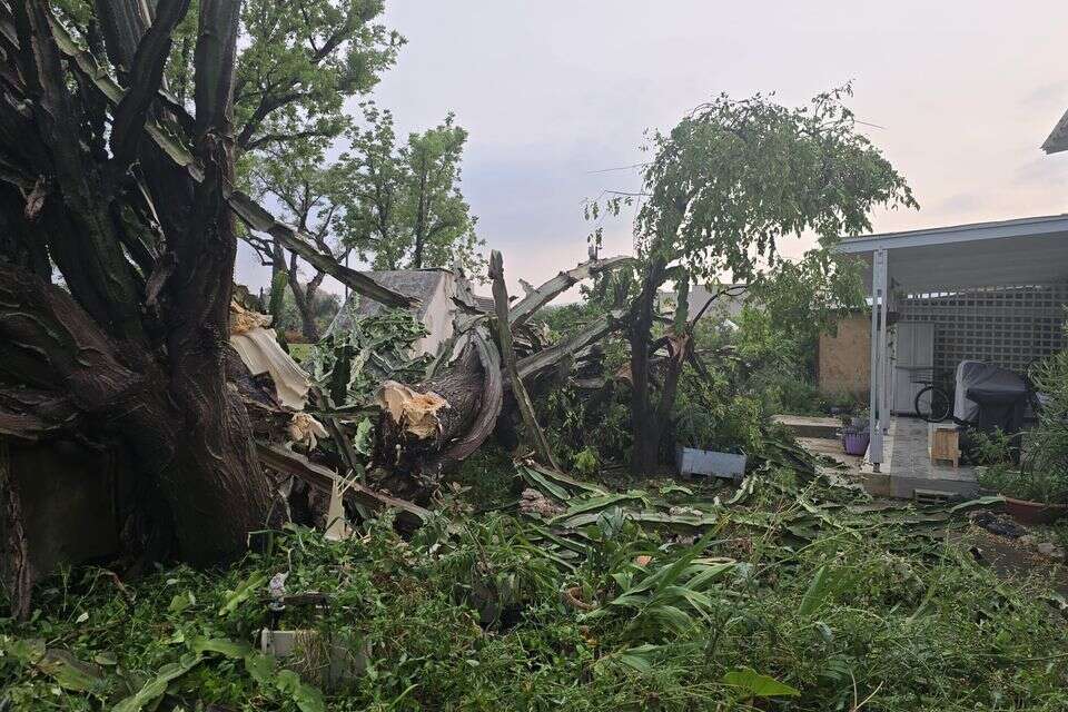 "גם ענף אחד שנשבר ברוח יכול להפוך לסכנת חיים"
