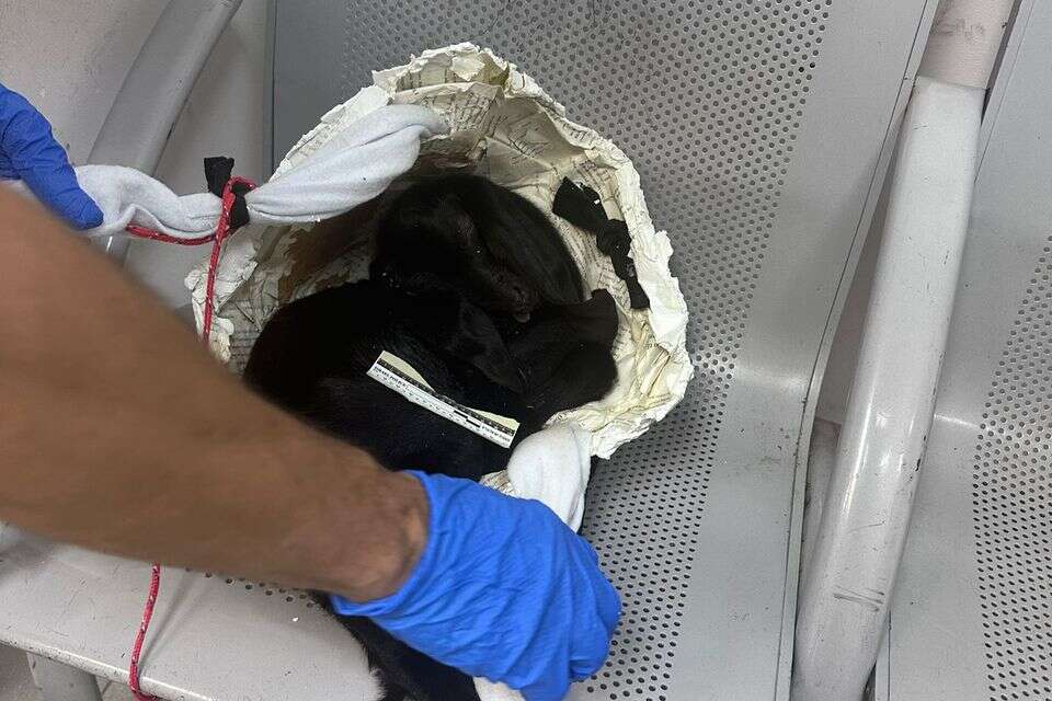 הגדי שהסותר אצל הצעירה , דוברות המשטרה