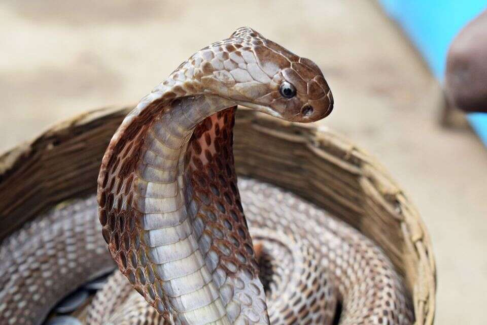 נחש ארסי , balouriarajesh / pixabay