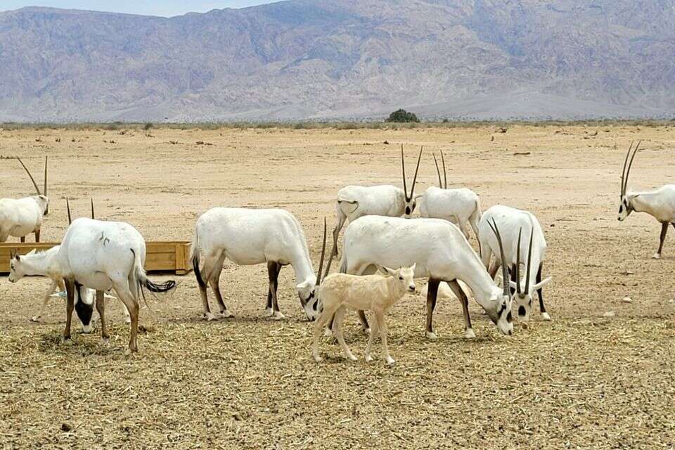 ראמים לבנים בחי-בר יטבתה , אורן עמית - רשות הטבע והגנים