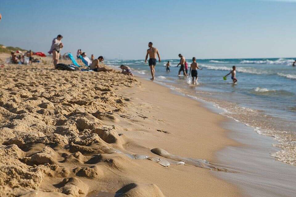 מדוזות בחופי אשדוד (ארכיון) , לירון מולדובן