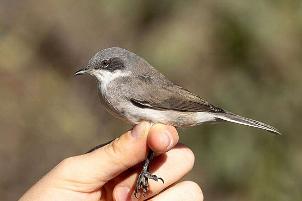 הציפור סבכי טוחנים , יואב פרלמן - החברה להגנת הטבע