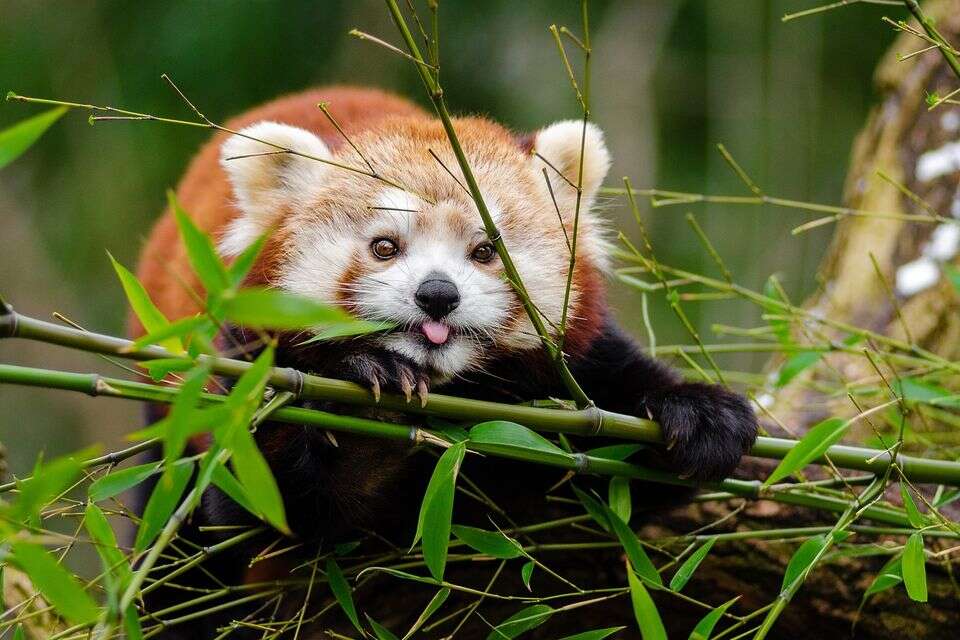 פנדה אדומה , pexels / pixabay