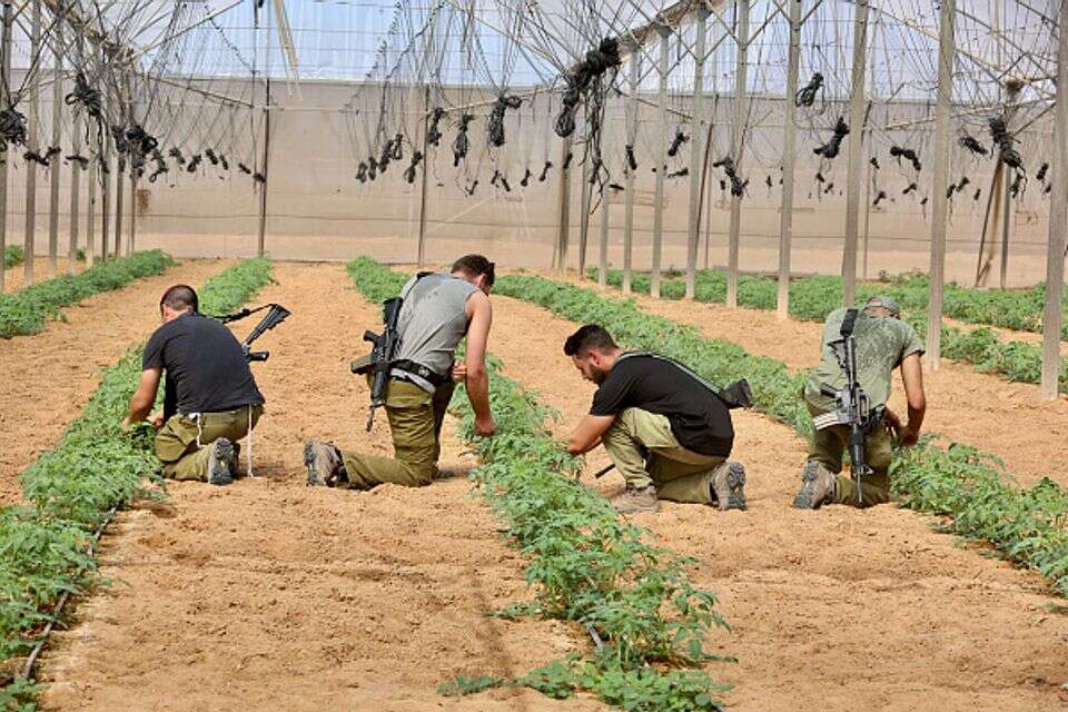 מתנדבים בחקלאות בתלמי אליהו אחרי 7 באוקטובר
, אורן כהן