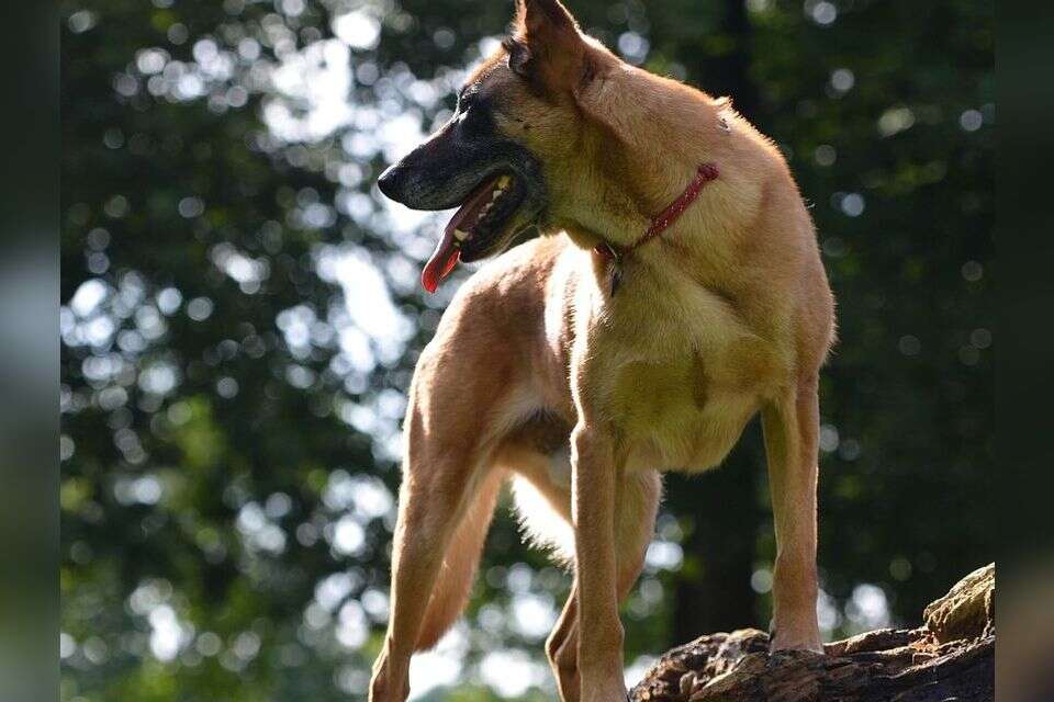 Milnoa dogs attacked a 10-year-old boy in Rosh Ha'Ain: an indictment against the owner