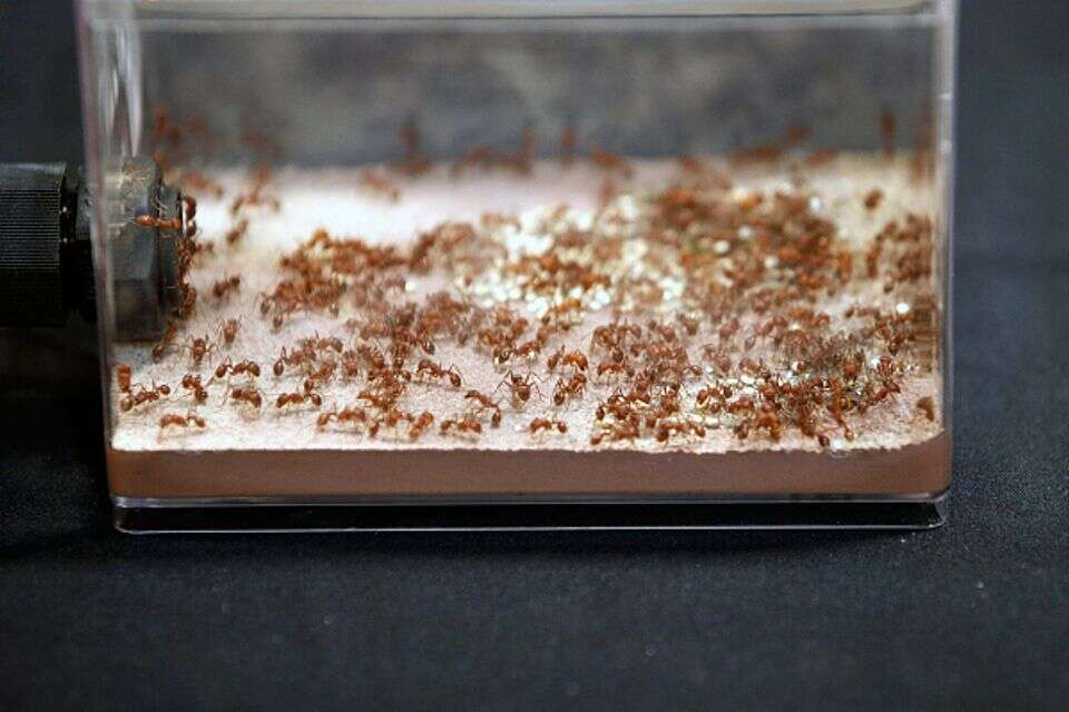 ההתקפה הכימית שמשכנעת נמלים להרוג את המלכה