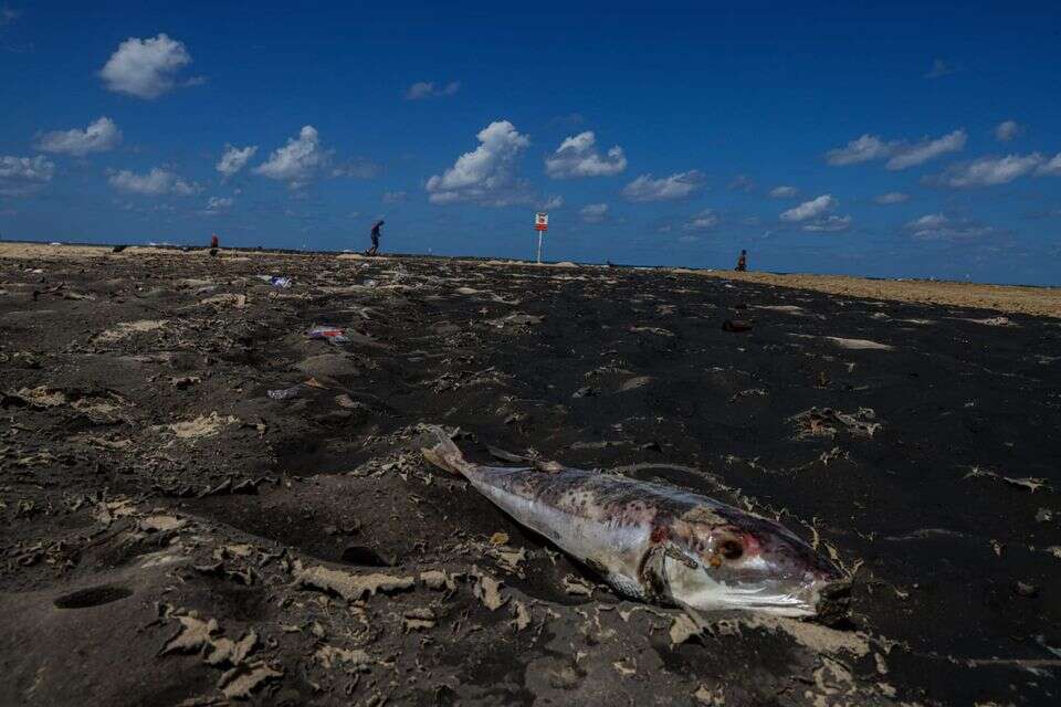 זיהום בחופי הים בתל אביב, היום , יהושע יוסף