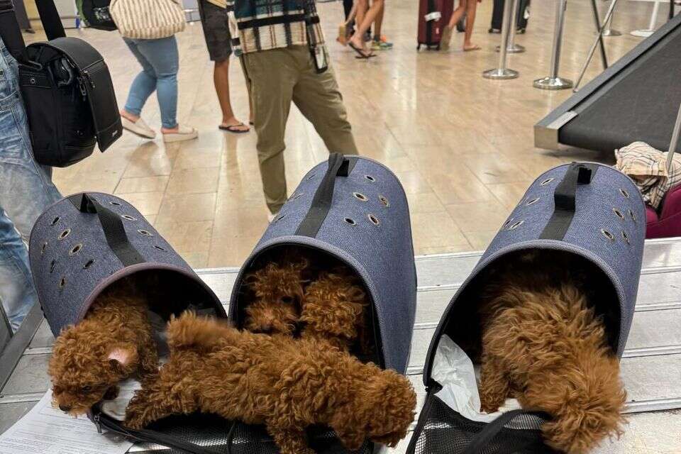 הכלבים המוברחים , משרד החקלאות