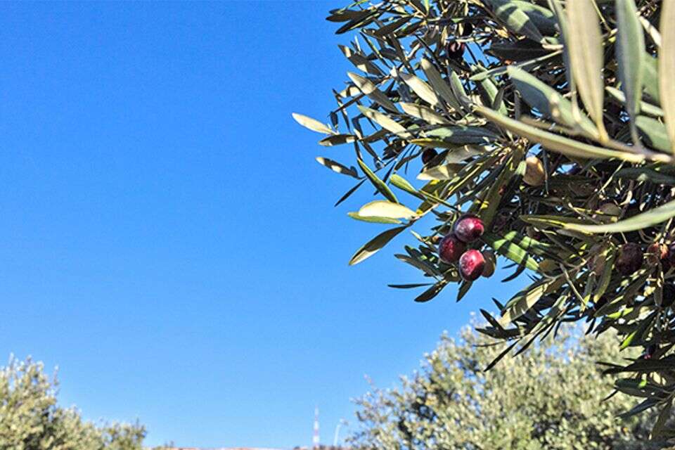 מטע זיתים בצפון (למצולמים אין קשר לכתבה) , איתיאל ציון
