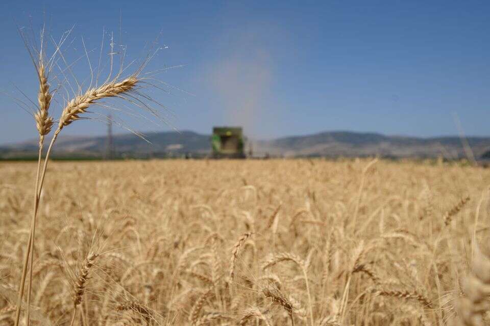 הלחם הוא תמצית העבודה החקלאית. קציר חיטה בעמק החולה , אייל מרגולין - ג׳יני