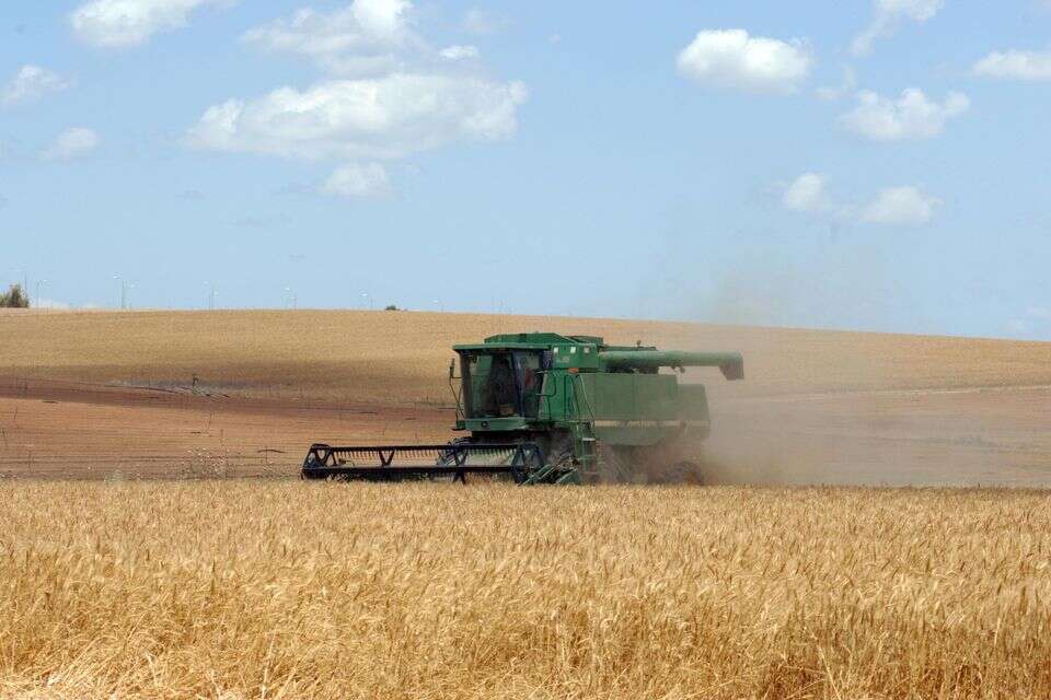 קציר בשדות הנגב , דודו גרינשפן