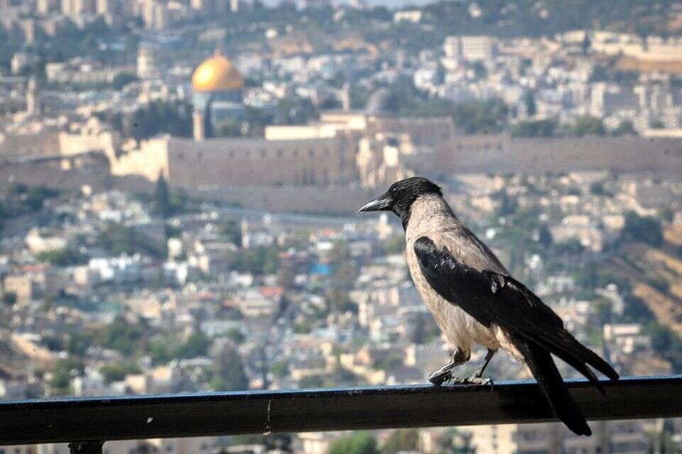 עורב אפור בירושלים , אורן בן חקון