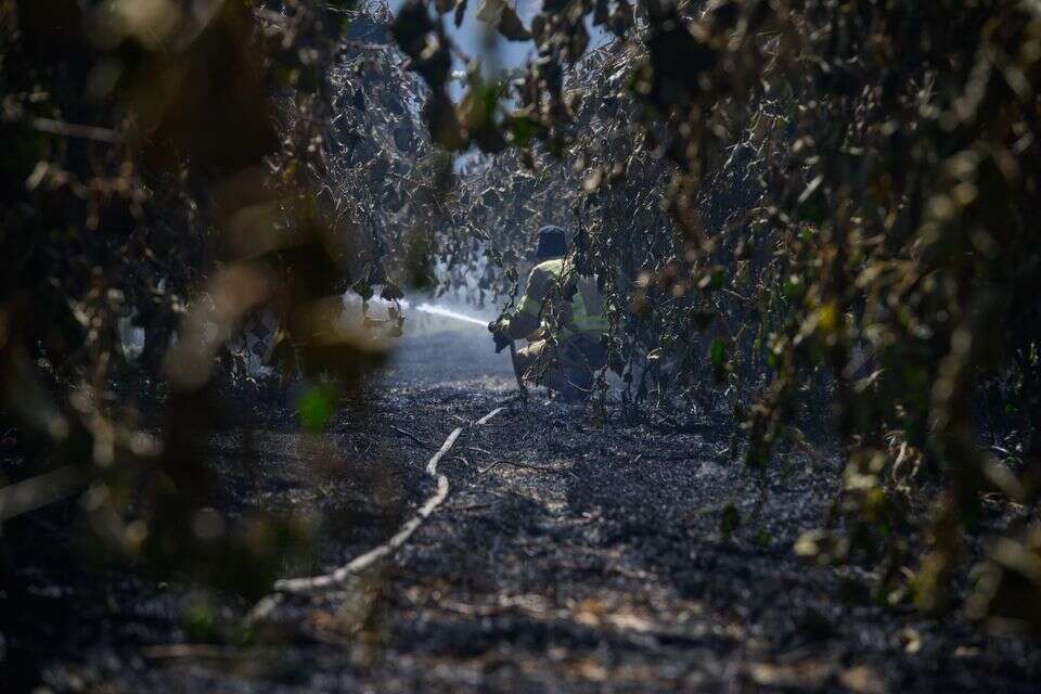 שרפה שהוצתה בלבנון והתפשטה אל מטעי מלכיה , אייל מרגולין - ג׳יני